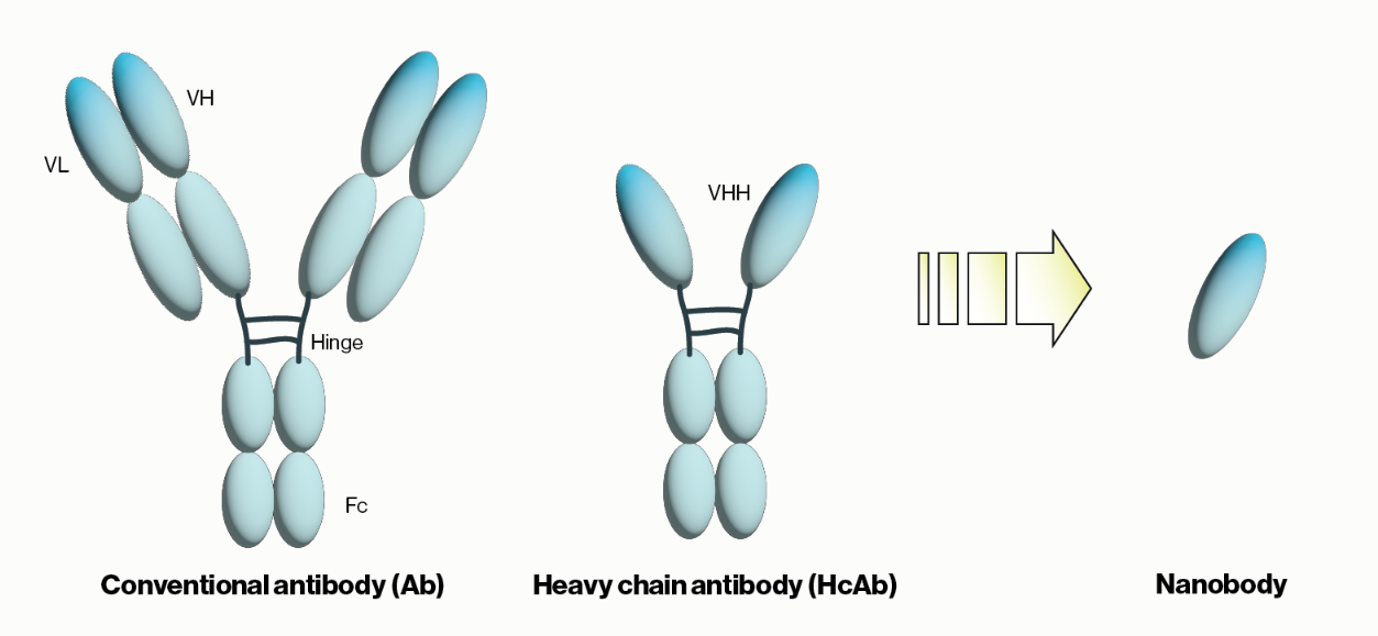 Antibody Structure