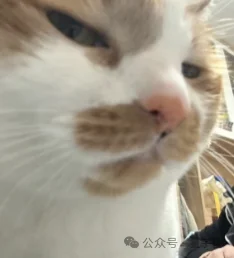 别人都在卷视觉，这家具身公司偏要卷“手感”