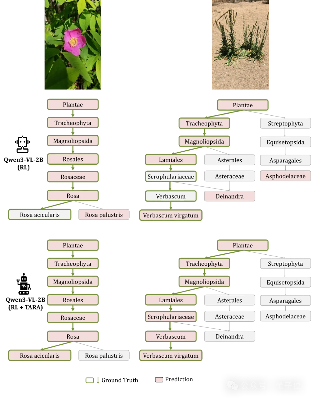 精准识别「界门纲目科属种」！北大彭宇新团队用细粒度树先验提升泛化，破解生物类别分层识别难题