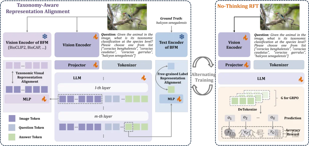 精准识别「界门纲目科属种」！北大彭宇新团队用细粒度树先验提升泛化，破解生物类别分层识别难题