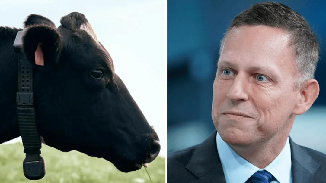 造火箭的辞职去放牛，彼得·蒂尔花20亿美元押注一个AI牛项圈