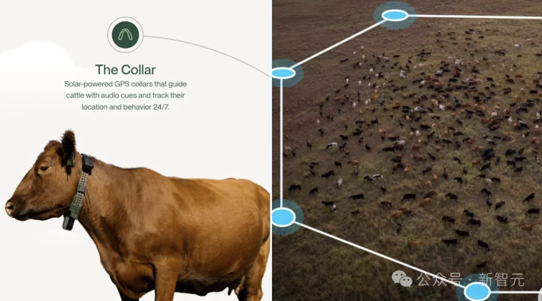 硅谷大佬抢着投！给奶牛戴AI项圈：估值20亿美元