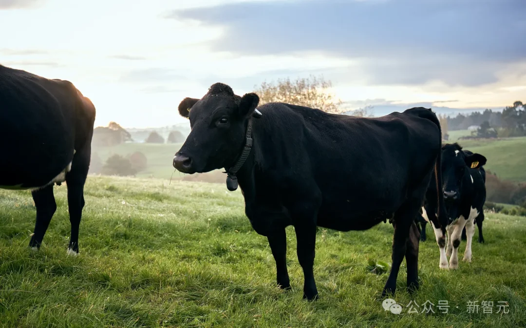硅谷大佬抢着投！给奶牛戴AI项圈：估值20亿美元