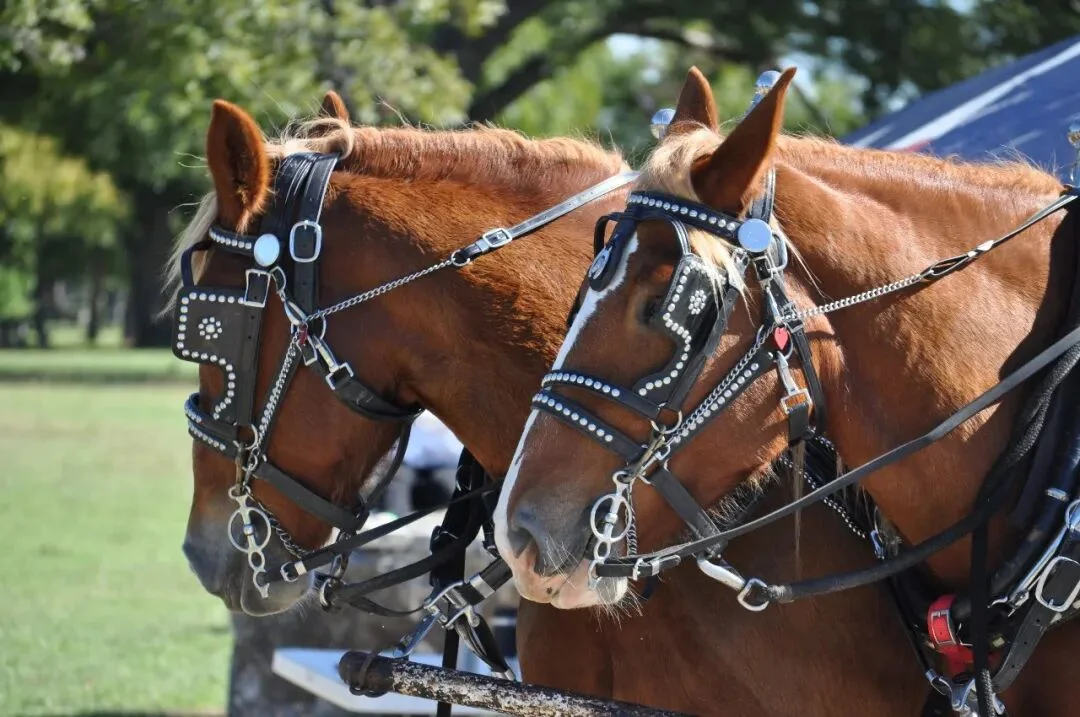 一文带你看懂，火爆全网的Harness Engineering到底是个啥。